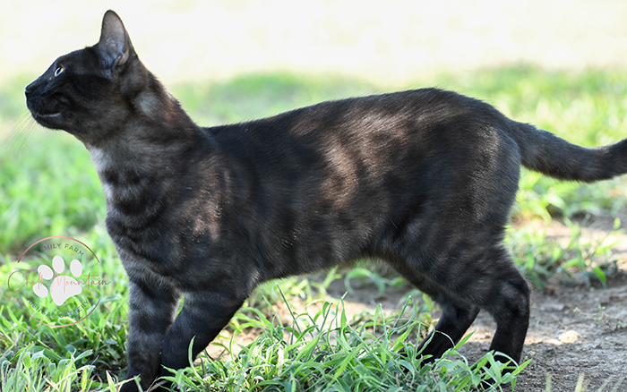 beautiful bengal kitten texas