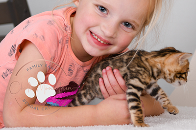 beautiful bengal kitten texas