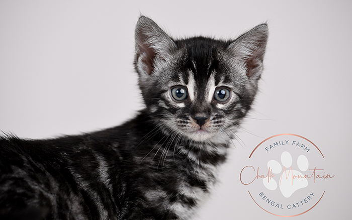 Austin Texas Bengal Kitten breeder