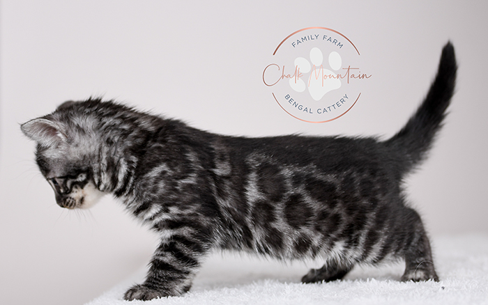 Sugarland Bengal Kittens for sale near Austin