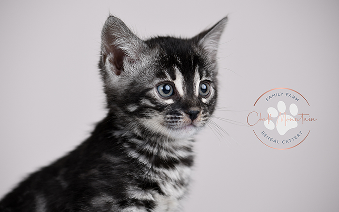 Austin Texas Charcoal Bengal Kittens