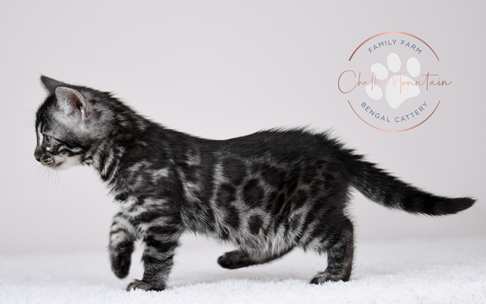 Bengal kitten adoption in katy texas near Austin