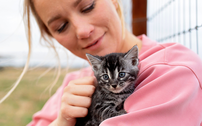 Bengal kitten for sale near Austin