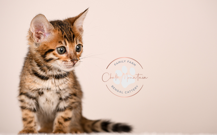 brown rosetted bengal kitten for sale in texas looking at camera