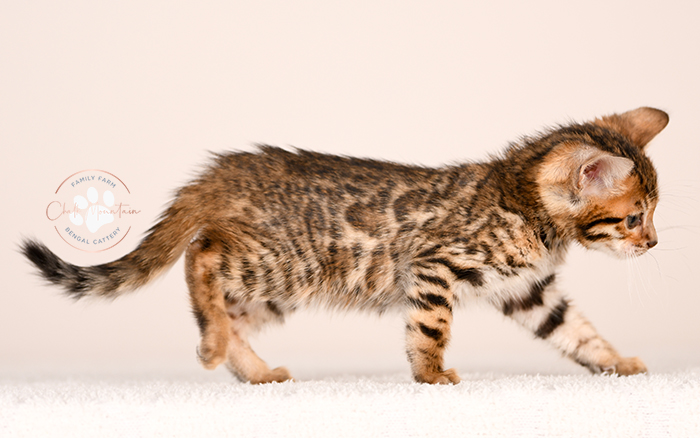 playful bengal kitten reaching forward with paw