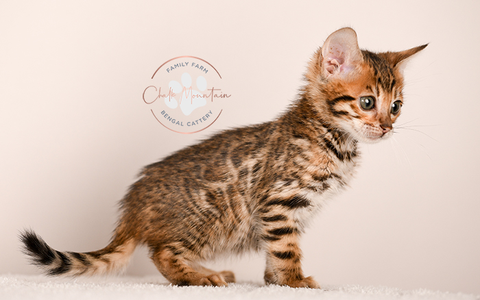 baby bengal cat sitting upright showing full body markings