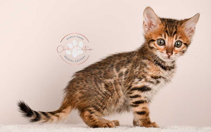 bengal kitten looking curious with ears forward