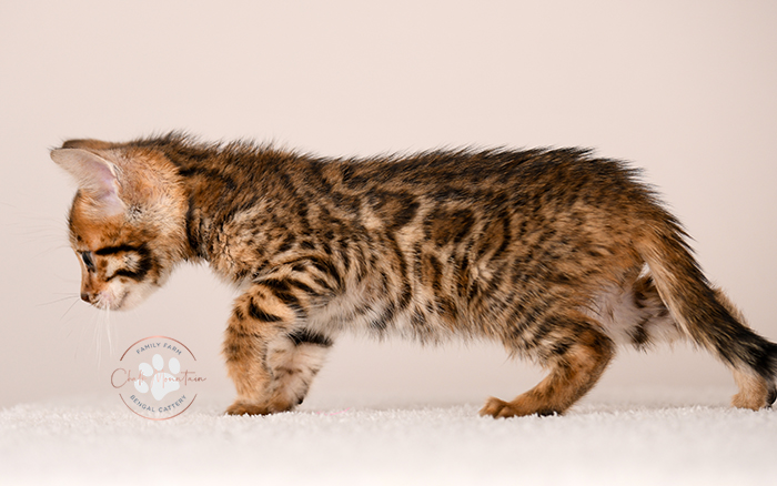 sweet bengal kitten relaxing indoors natural lighting