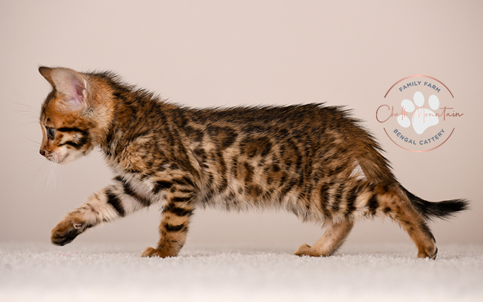 domestic bengal kitten with leopard print coat pattern