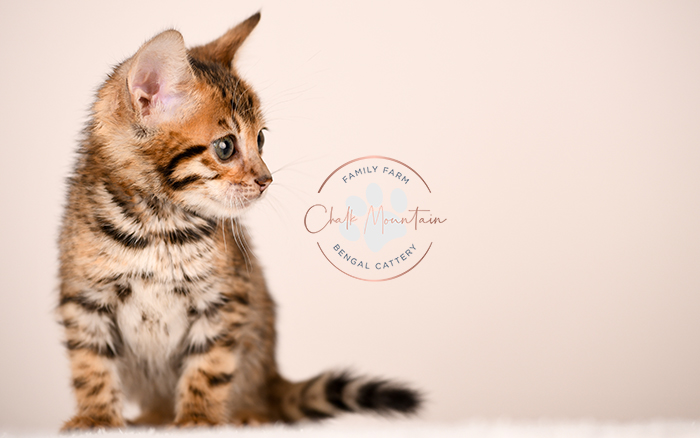 cute bengal kitten with leopard spots sitting on blanket