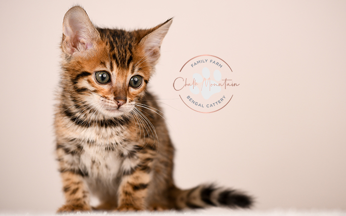 purebred bengal kitten close up showing rosette markings