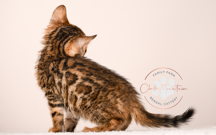 Slate, a brown spotted Bengal kitten for sale in Houston Texas from a trusted Bengal breeder.