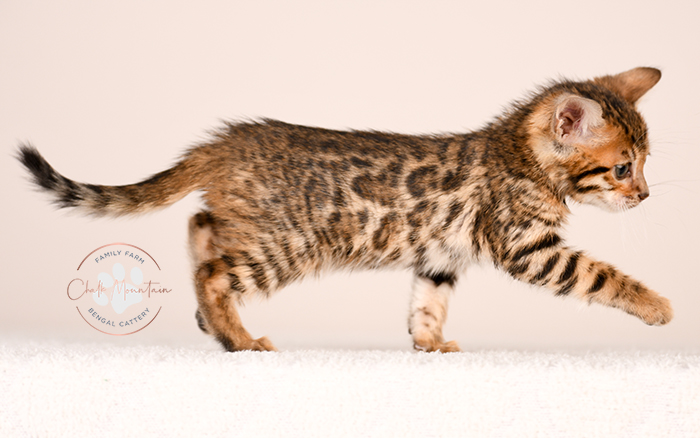 adorable brown bengal kitten standing profile view