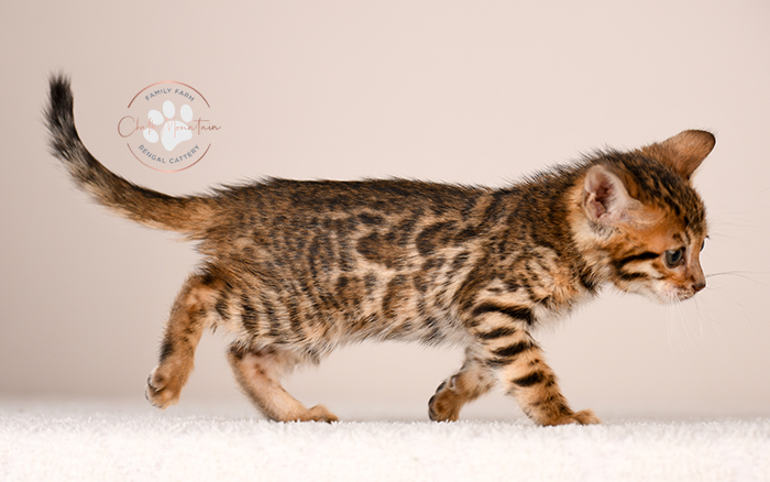 spotted bengal kitten with exotic coat pattern for sale