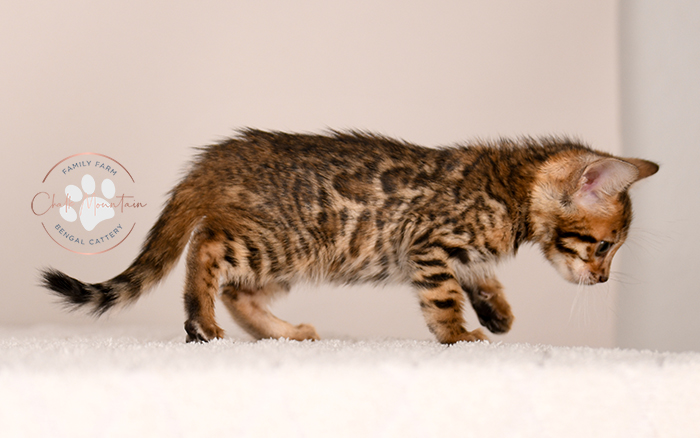 bengal kitten resting on soft blanket looking sleepy
