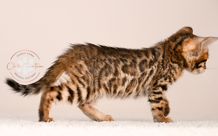high quality bengal kitten with bold rosettes texas breeder