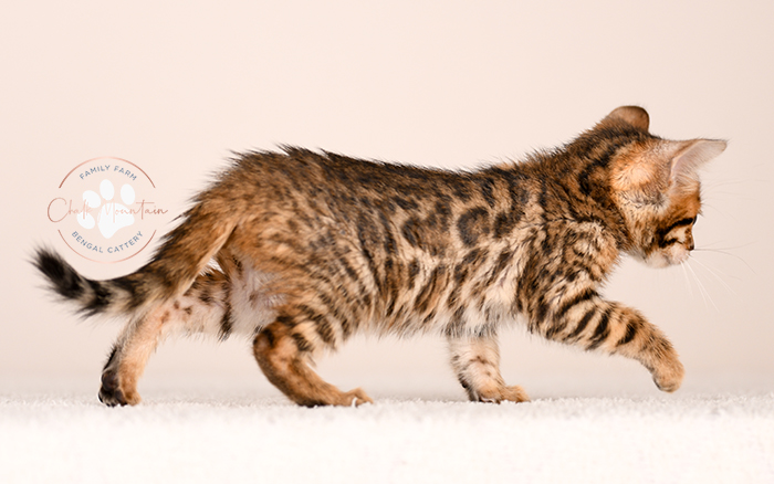bengal kitten face close up with whiskers and markings