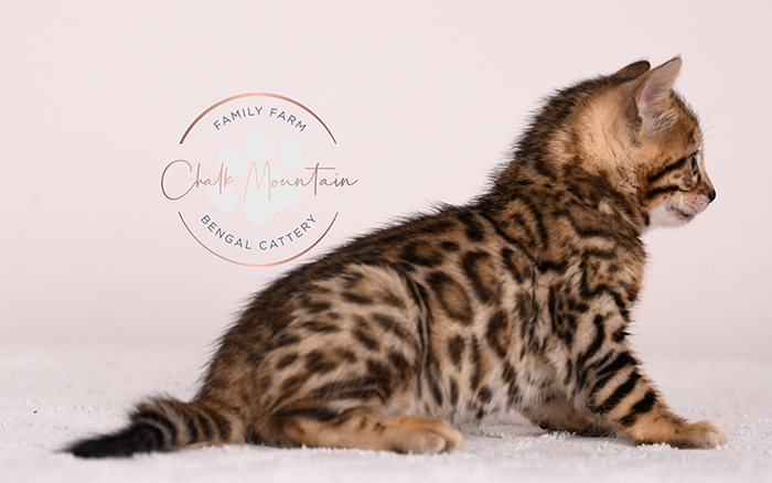 playful bengal kitten reaching forward with paw