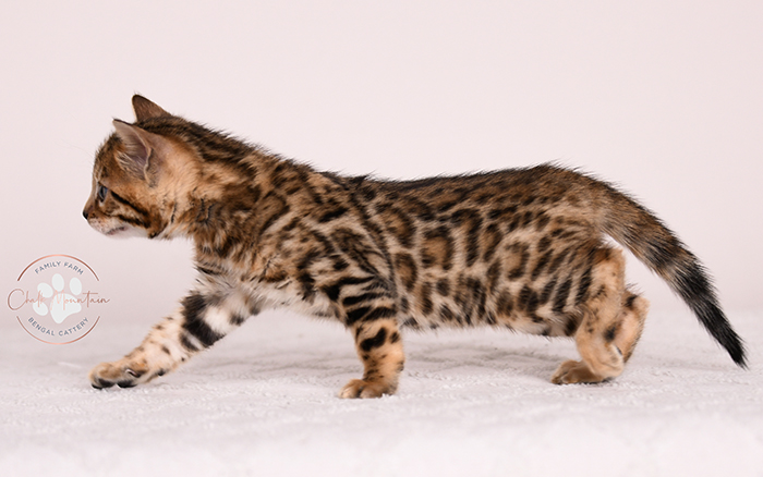 baby bengal cat sitting upright showing full body markings