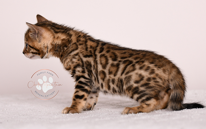 domestic bengal kitten with leopard print coat pattern