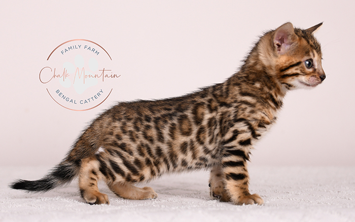 Bengal kitten for sale