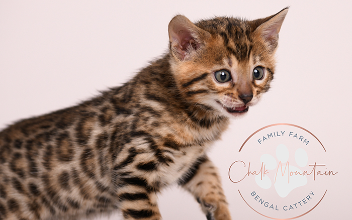spotted bengal kitten with exotic coat pattern for sale