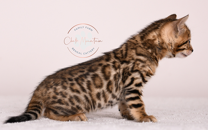 bengal kitten face close up with whiskers and markings
