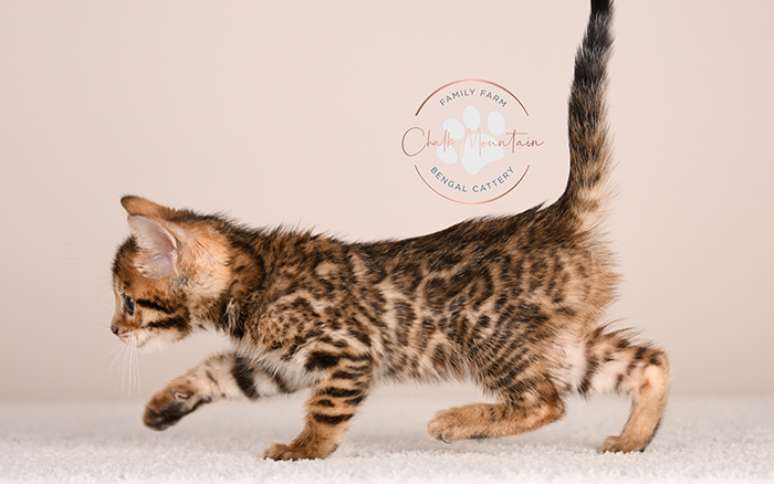 brown rosetted bengal kitten for sale in texas looking at camera