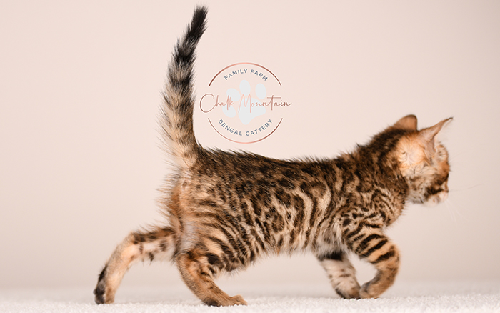 playful bengal kitten reaching forward with paw
