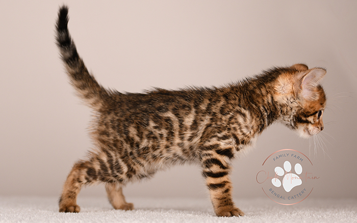 baby bengal cat sitting upright showing full body markings