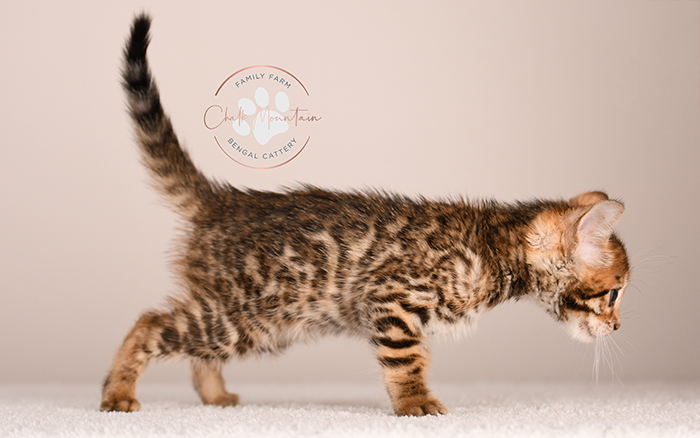 bengal kitten looking curious with ears forward
