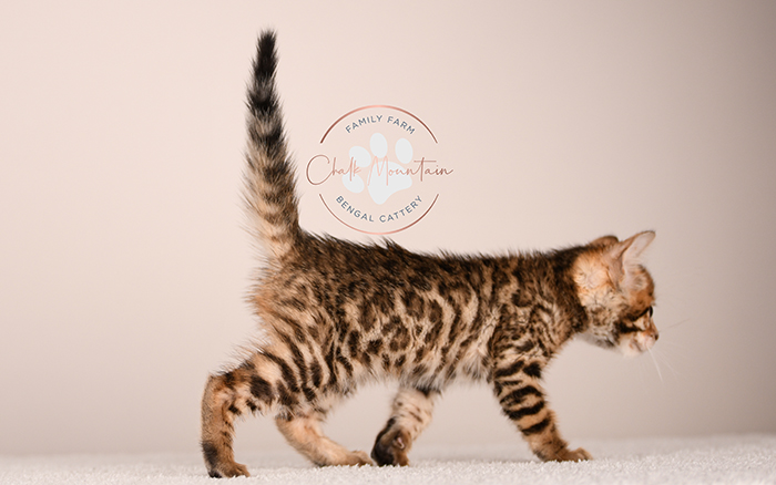 sweet bengal kitten relaxing indoors natural lighting