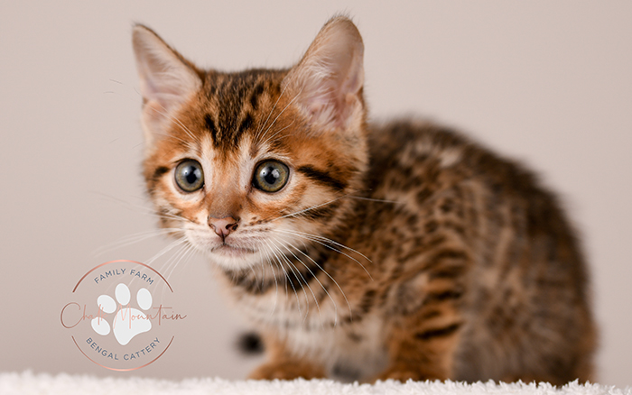 purebred bengal kitten close up showing rosette markings