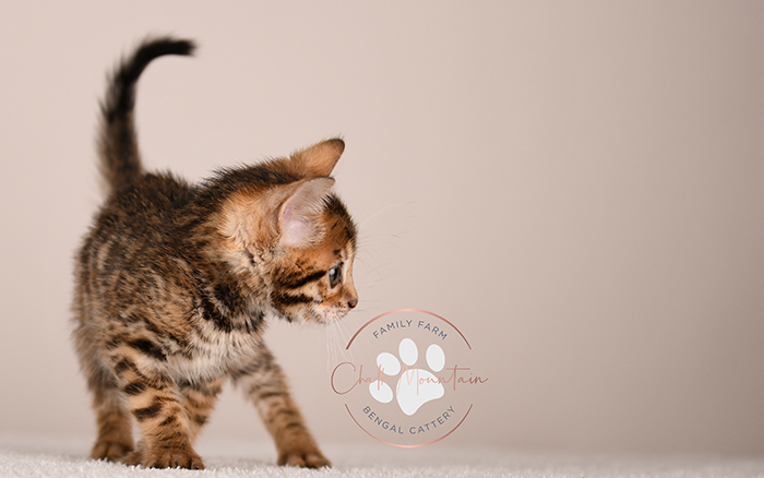 cute bengal kitten with leopard spots sitting on blanket