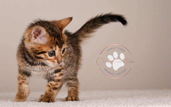 Slate, a brown spotted Bengal kitten for sale in Houston Texas from a trusted Bengal breeder.