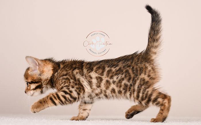 bengal kitten playing indoors with bright green eyes