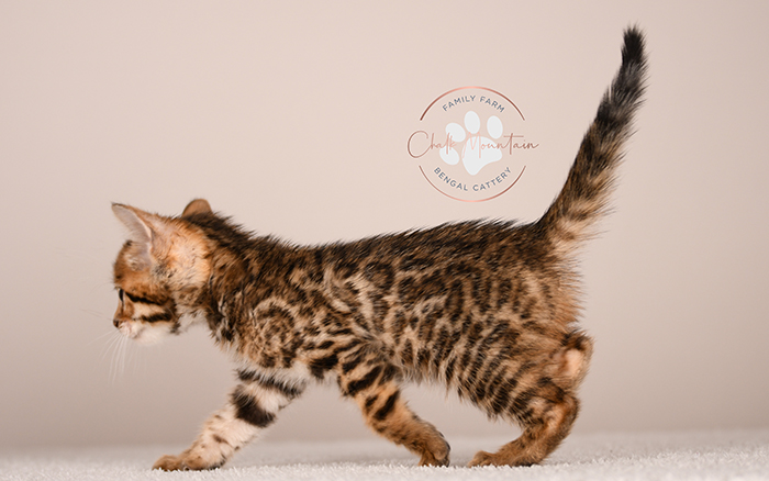 adorable brown bengal kitten standing profile view