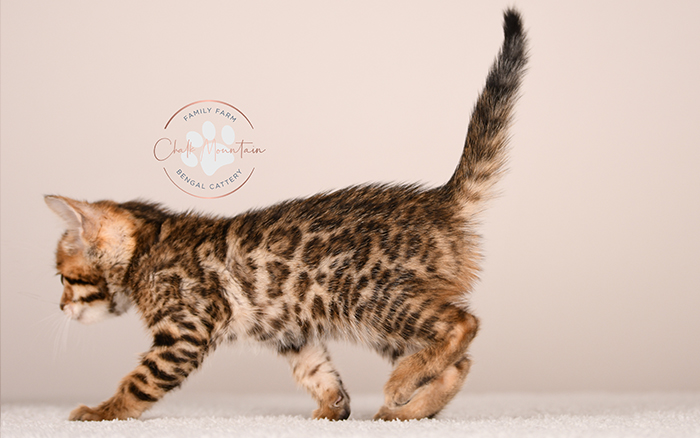 spotted bengal kitten with exotic coat pattern for sale