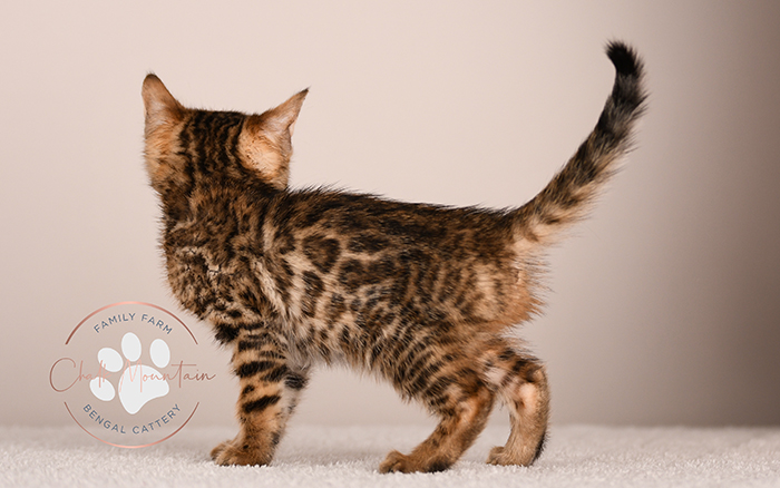 bengal kitten resting on soft blanket looking sleepy