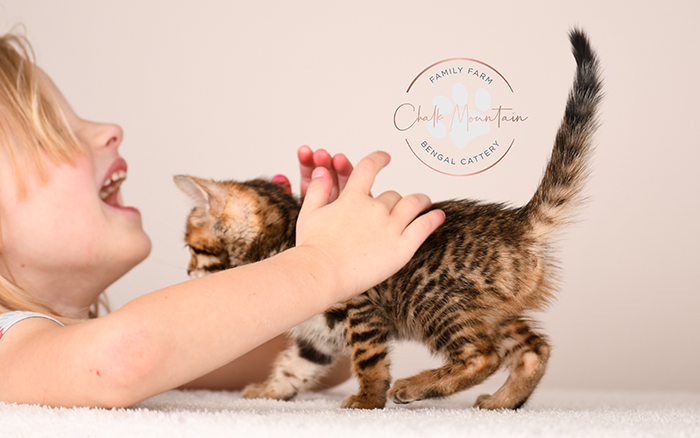 high quality bengal kitten with bold rosettes texas breeder