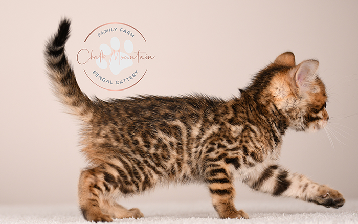 bengal kitten face close up with whiskers and markings