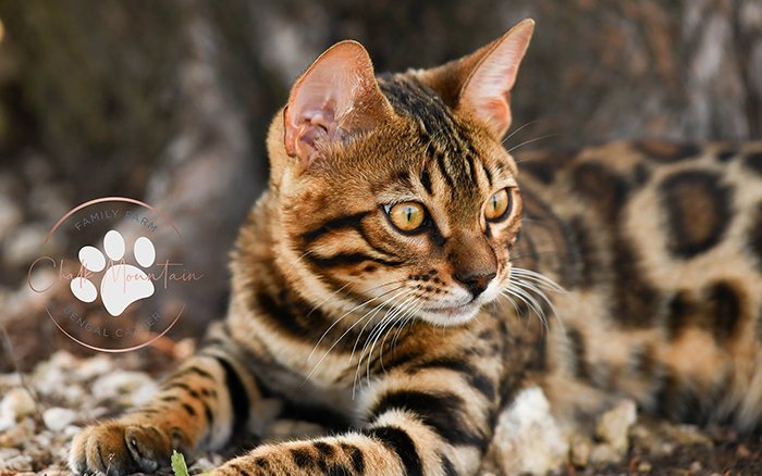 beautiful bengal kitten texas