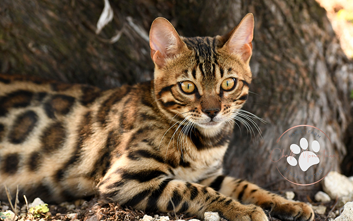 beautiful bengal kitten texas