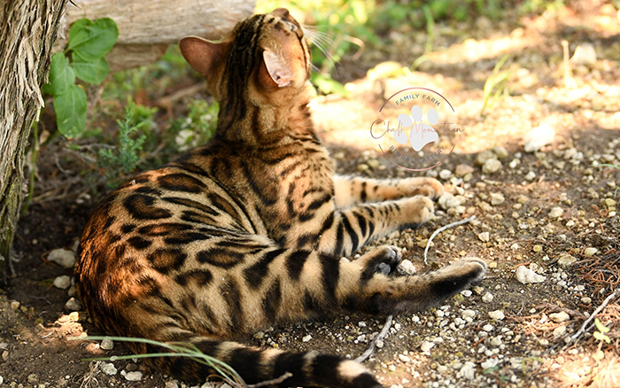 beautiful bengal kitten texas