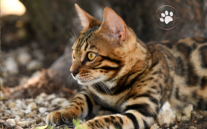 beautiful bengal kitten texas