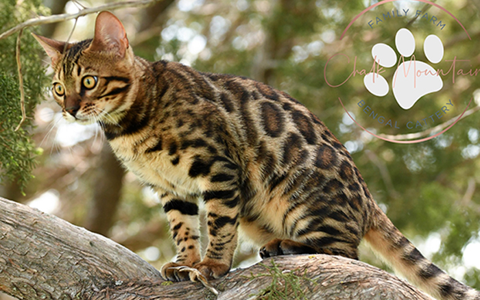 beautiful bengal kitten texas