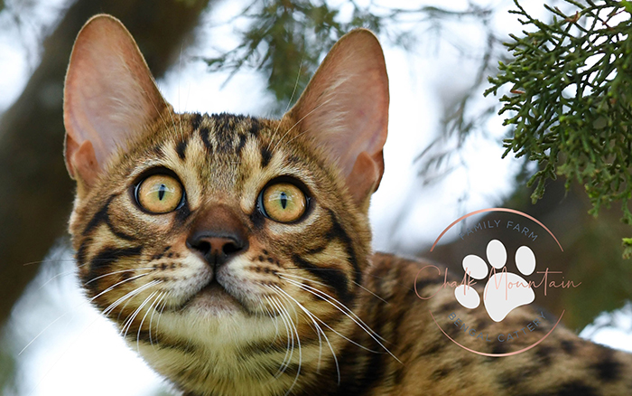 beautiful bengal kitten texas