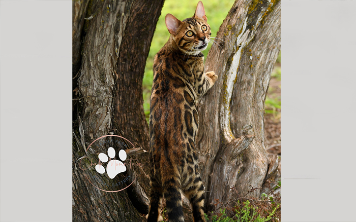 beautiful bengal kitten texas