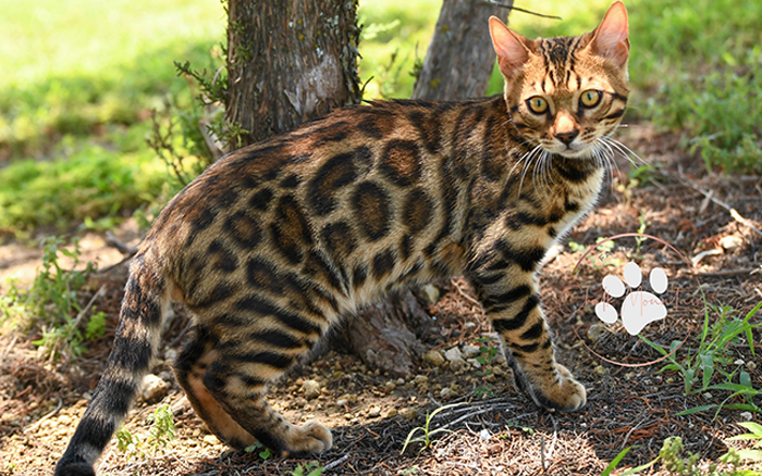 beautiful bengal kitten texas