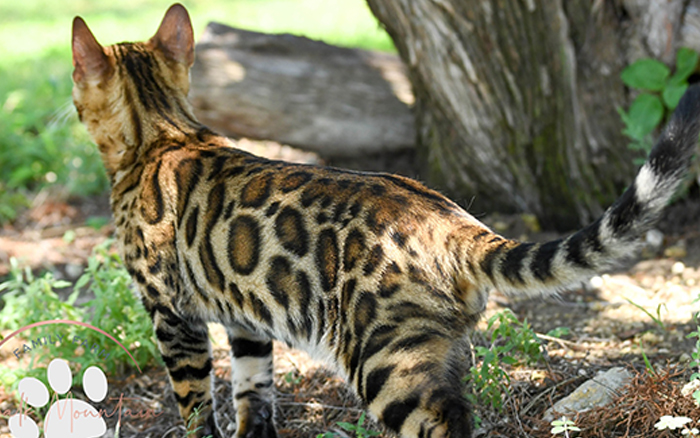 beautiful bengal kitten texas